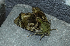 Drobeta
