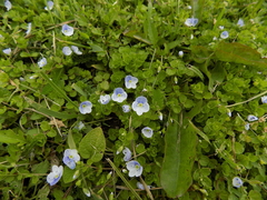 Veronica filiformis