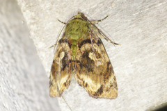 Drobeta
