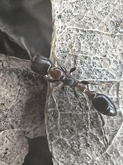 Pseudomyrmex ejectus