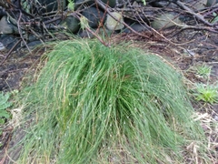 Festuca petraea