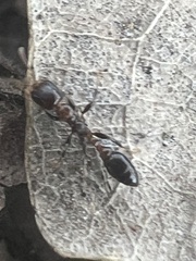 Pseudomyrmex ejectus
