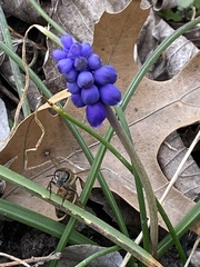 Muscari