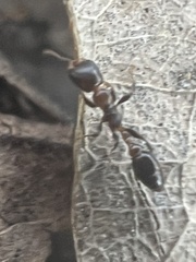 Pseudomyrmex ejectus