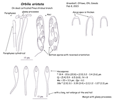 Orbilia aristata