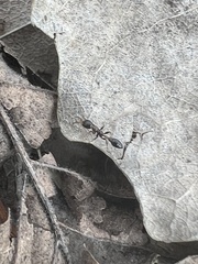 Pseudomyrmex ejectus