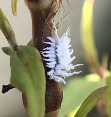 Cryptolaemus