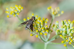 Hemipenthes differens