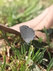 Cupido comyntas texana