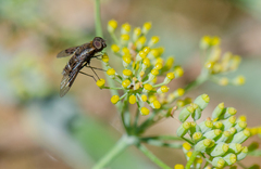 Hemipenthes differens