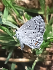 Cupido comyntas texana
