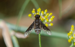 Hemipenthes differens