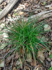 Carex planostachys