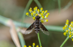 Hemipenthes differens