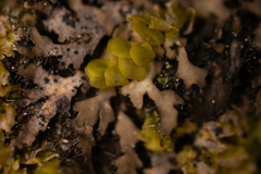 Tremella phaeophysciae