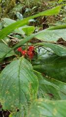 Glossoloma ichthyoderma