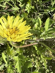 Pyrrhopappus pauciflorus