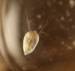 Daphniidae