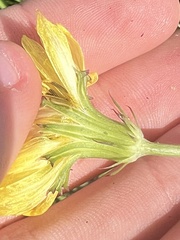 Pyrrhopappus pauciflorus