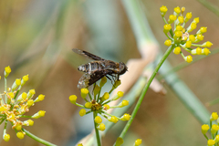 Hemipenthes differens