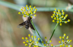 Hemipenthes differens