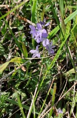 Veronica austriaca