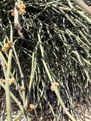 Ephedra foeminea