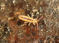 Isotomurus plumosus