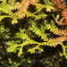 Selaginella producta - Photo (c) Guillaume Léotard, some rights reserved (CC BY-NC), uploaded by Guillaume Léotard