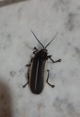 Photurinae