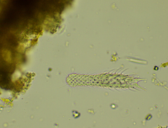 Chaetonotus