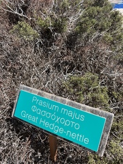 Prasium majus