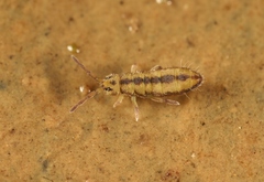 Isotomurus plumosus