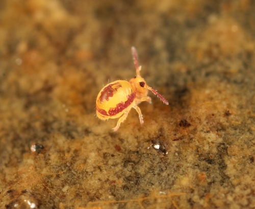 Representative image of Sminthurides