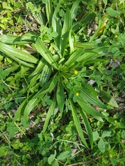 Plantago virginica
