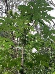 Vasconcellea pubescens