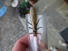 Plecoptera