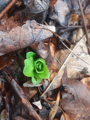 Primula meadia