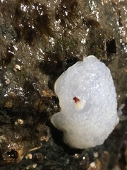Acanthodoris nanaimoensis