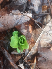 Primula meadia
