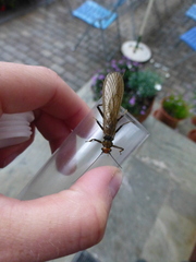 Plecoptera