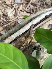 Anolis schwartzi