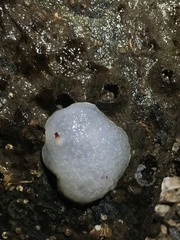 Acanthodoris nanaimoensis