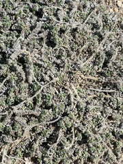 Echium angustifolium