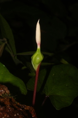 Xanthosoma conspurcatum