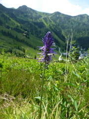 Phyteuma persicifolium