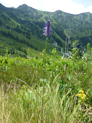 Phyteuma persicifolium
