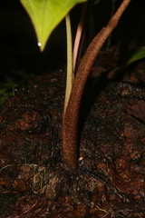 Xanthosoma conspurcatum