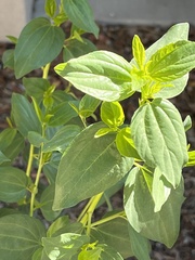 Ceanothus integerrimus