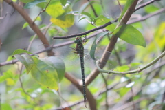 Coryphaeschna ingens